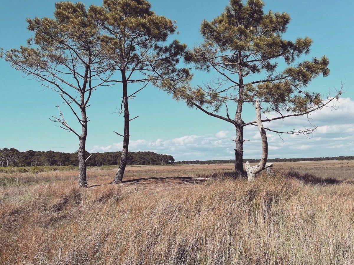 réserve près salés ares lège Cap Ferret