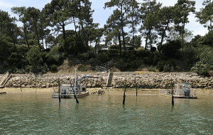 Arrachage des parcs Cap Ferret