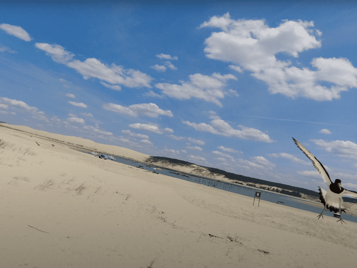 Un oiseau charge au Banc d&rsquo;Arguin