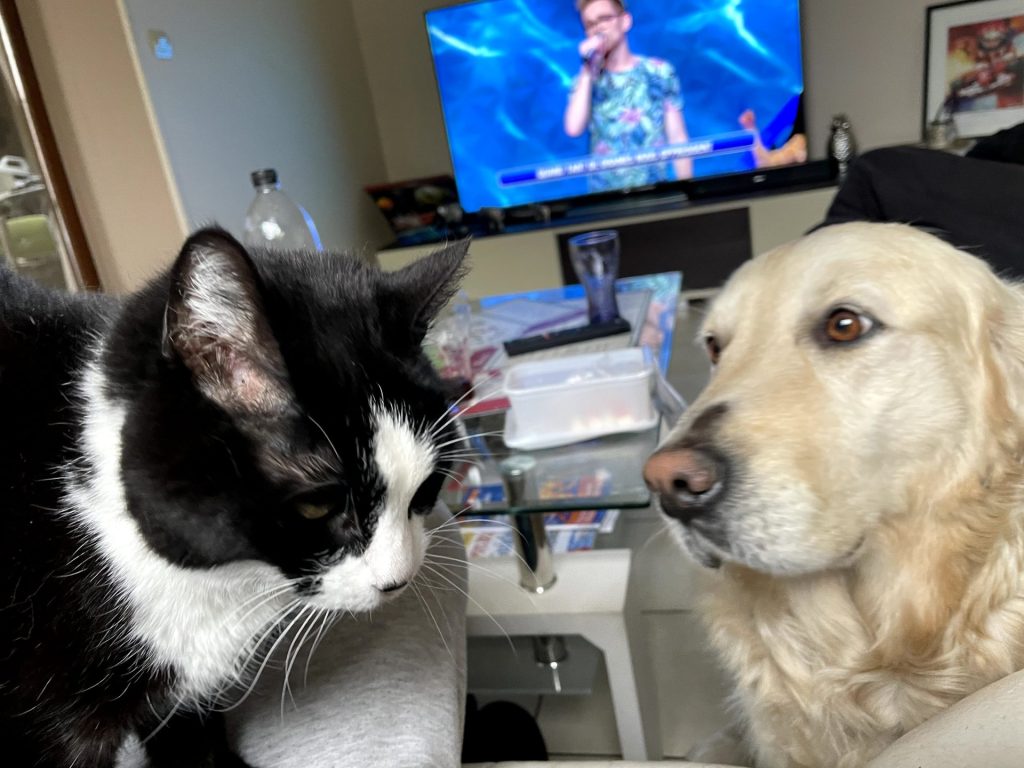 Les animaux dont les chiens nous enchantent au Cap Ferret. des photos et vidéos attendrissantes, de nos toutous sur la presqu'île.