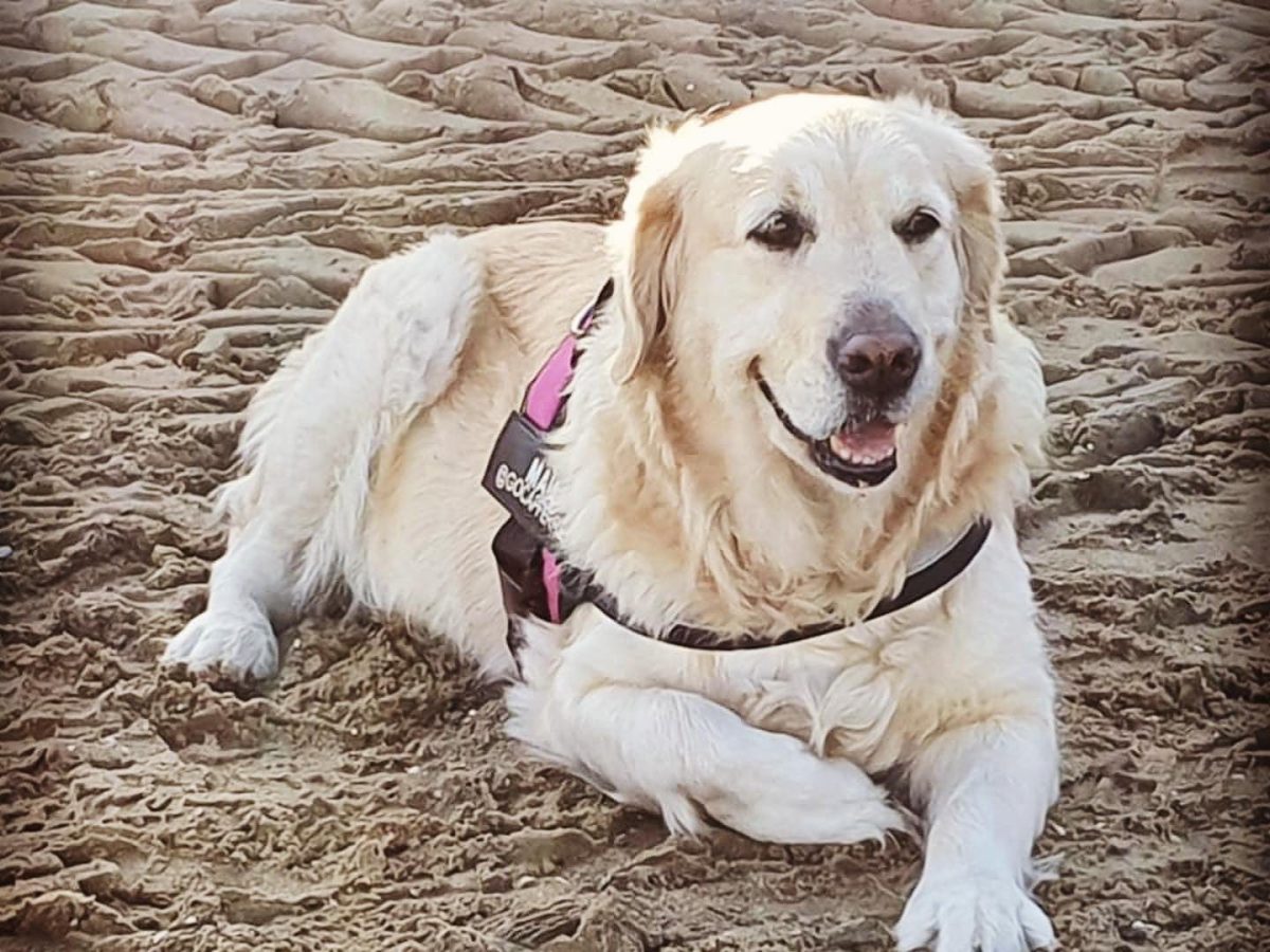 Maïa mascotte de gocapferret