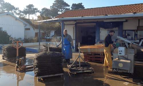Pascaud ostréiculteur du cap Ferret