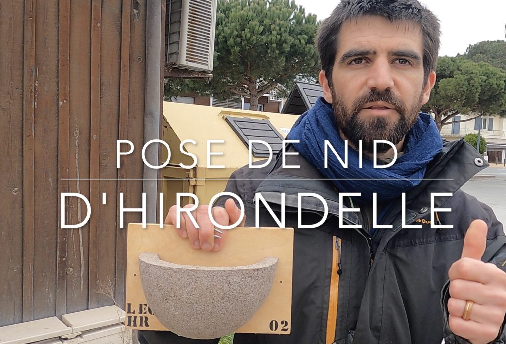 LPO nid hirondelle cap ferret