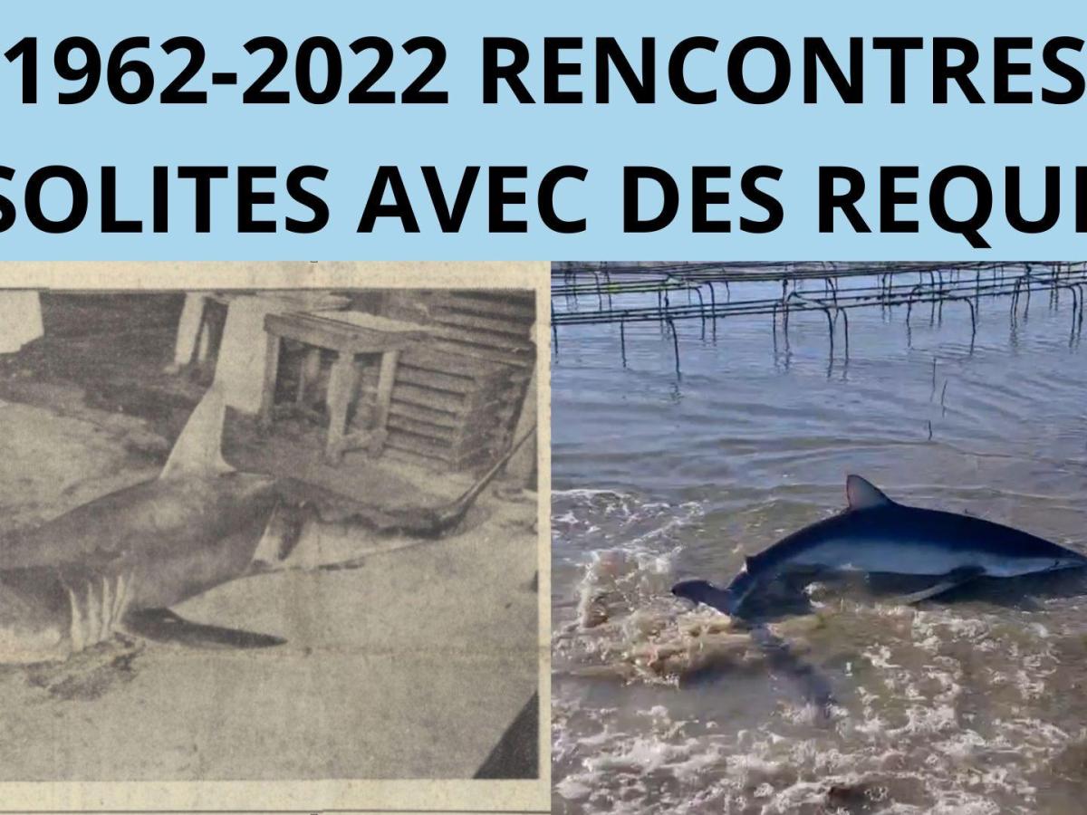 Rencontres de Requin au Cap Ferret et à Arcachon