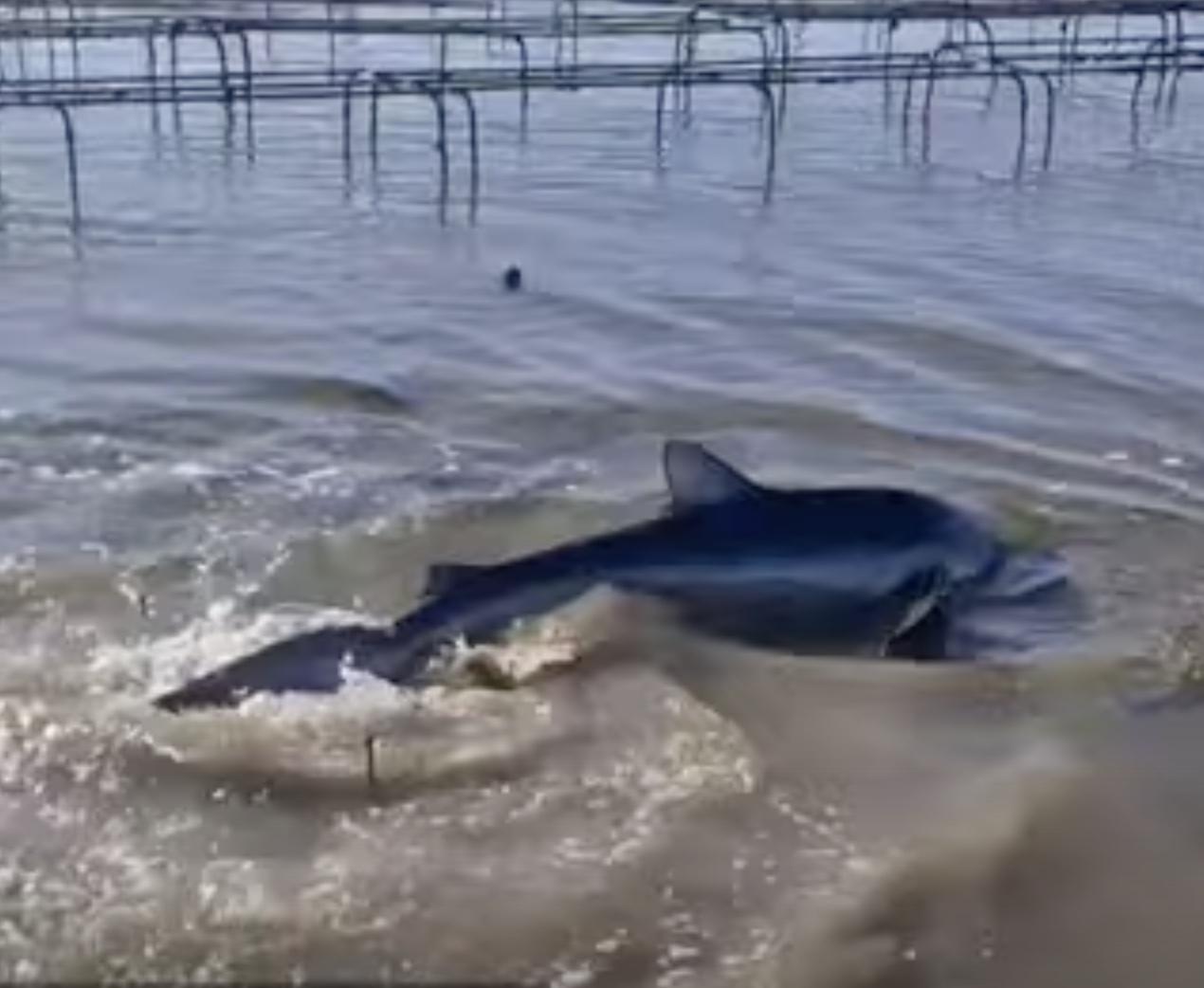 Un requin bleu dans les parcs à huitres du bassin d'arcachon