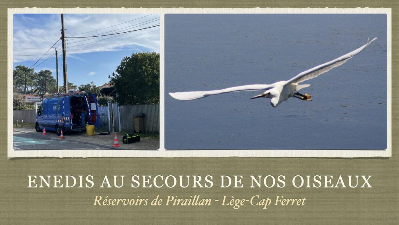 Enedis au secours de nos oiseaux à piraillan.001