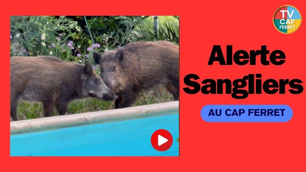 Alerte aux sangliers au Cap Ferret