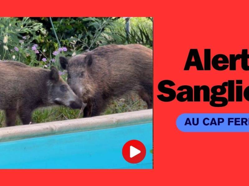 Les Sangliers s&rsquo;invitent dans les villas du Cap Ferret