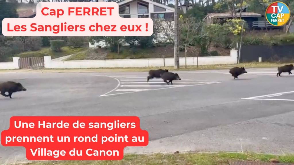 Une Compagnie de sangliers prend un rond point du Cap Ferret