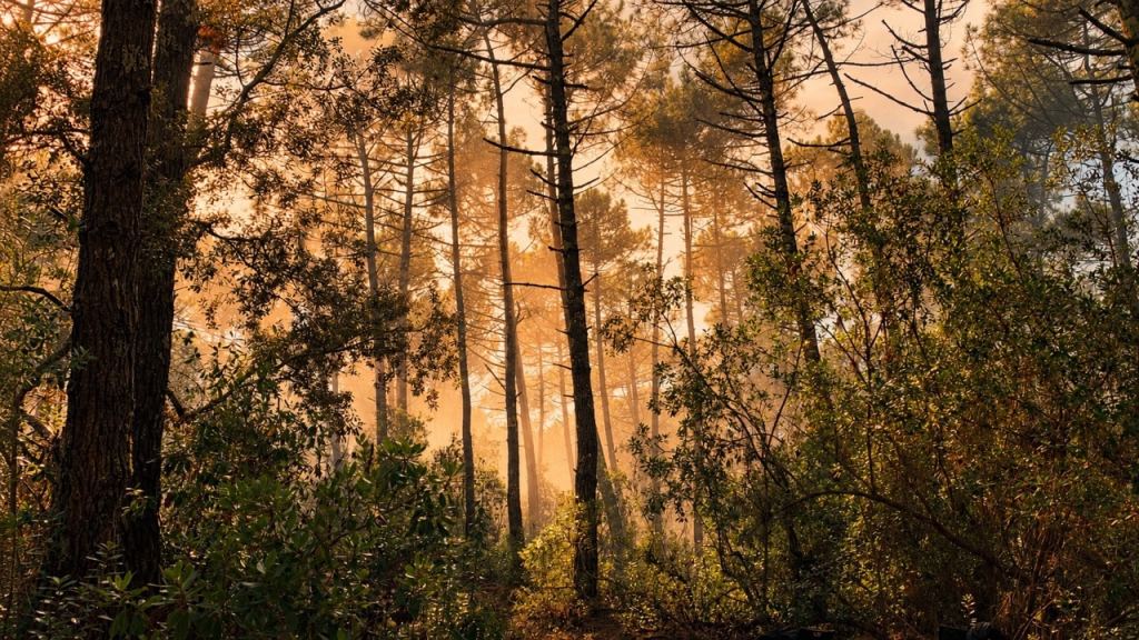 Forêt de pins à Lège-Cap Ferret sous une lumière chaude, illustrant la vigilance orange feux de forêt en Gironde