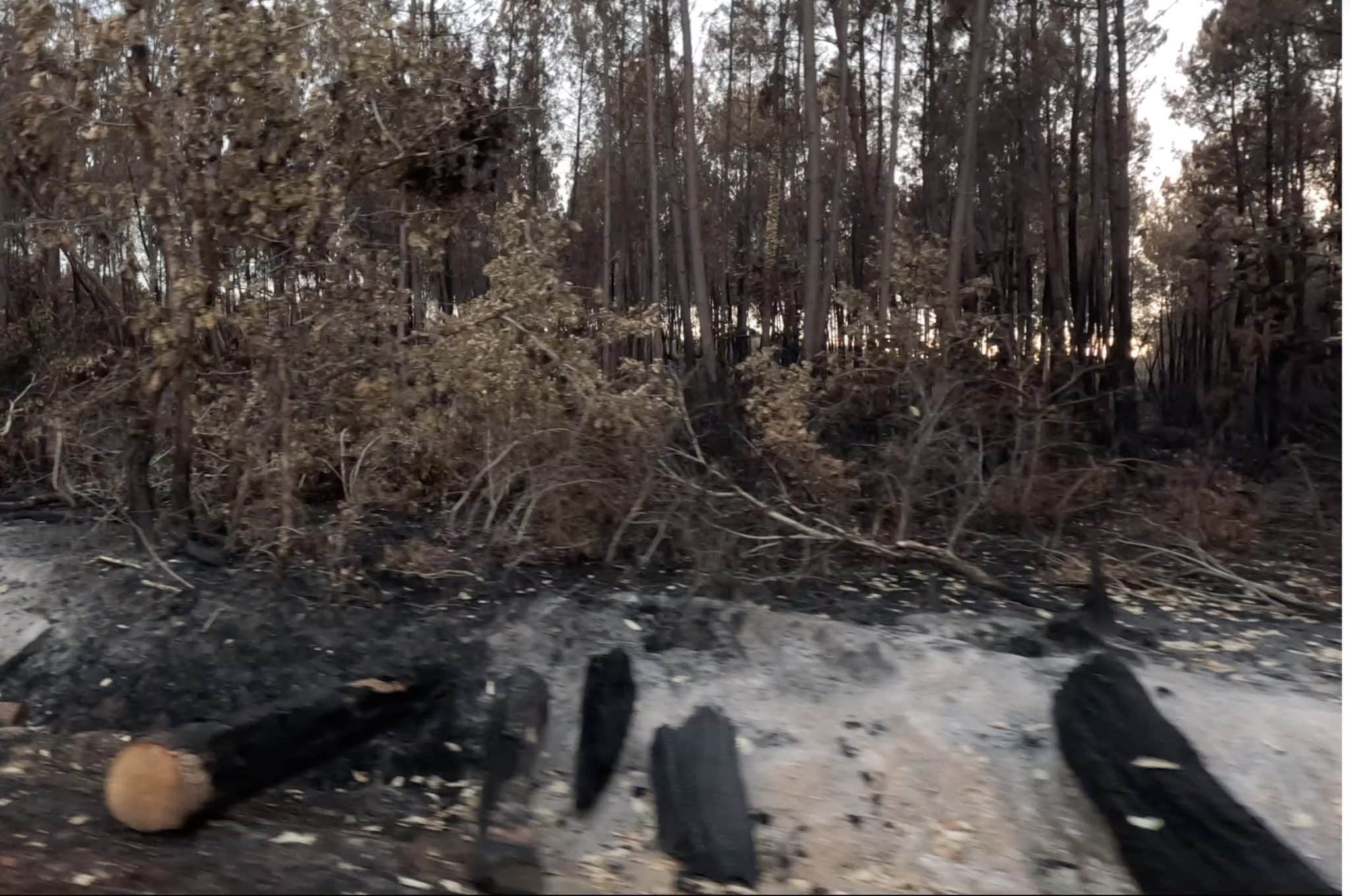 Troncs calcinés dans le domaine forestier du Grand Houstau